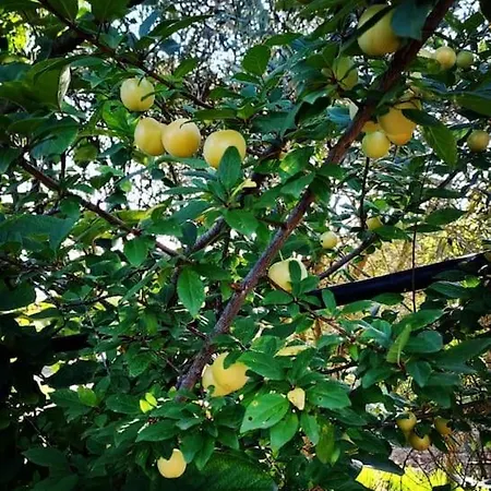 Nyaraló -giardino- Tussen De Olijvenbomen