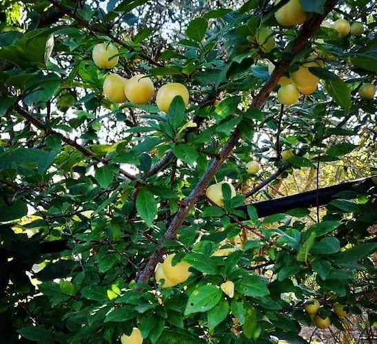 Сasa de vacaciones -giardino- Tussen De Olijvenbomen