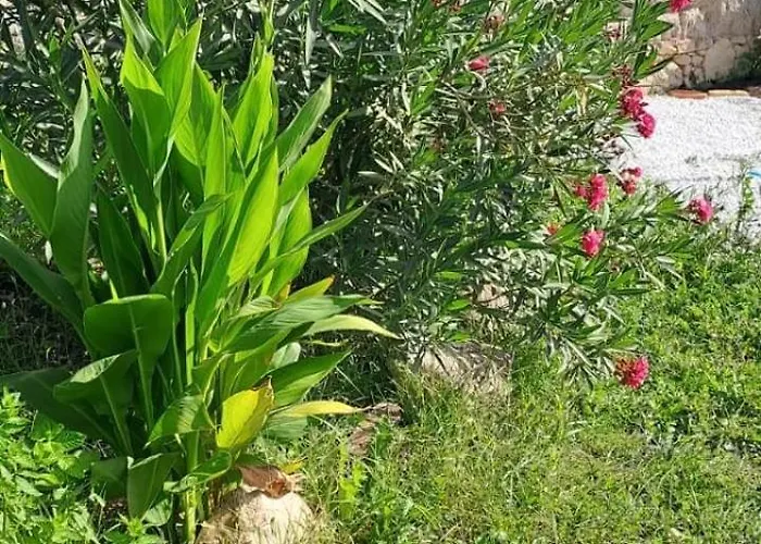 Сasa de vacaciones -giardino- Tussen De Olijvenbomen